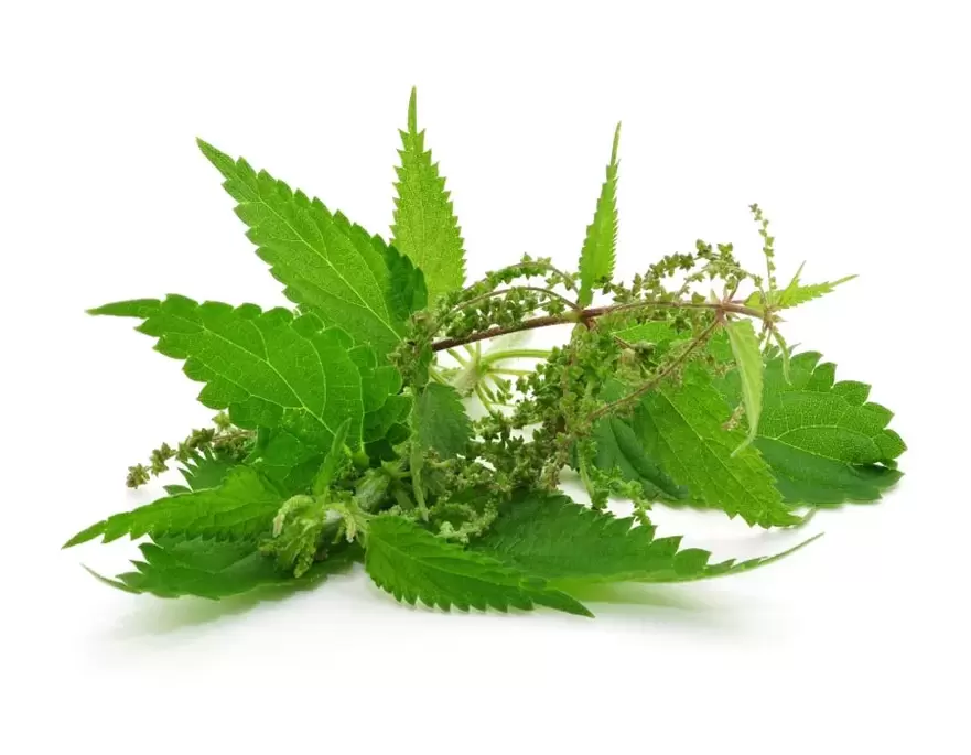 Nettle extract - the composition of prostate