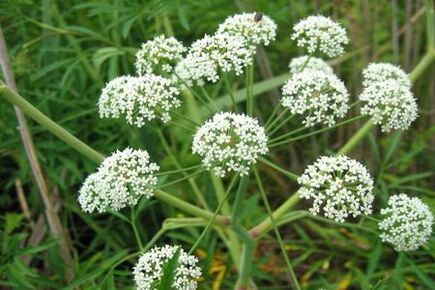 Boligoli plant is used in the treatment of prostatitis