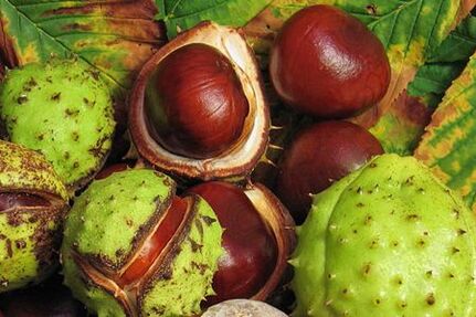 Horse chestnut fruits are used in the treatment of prostatitis